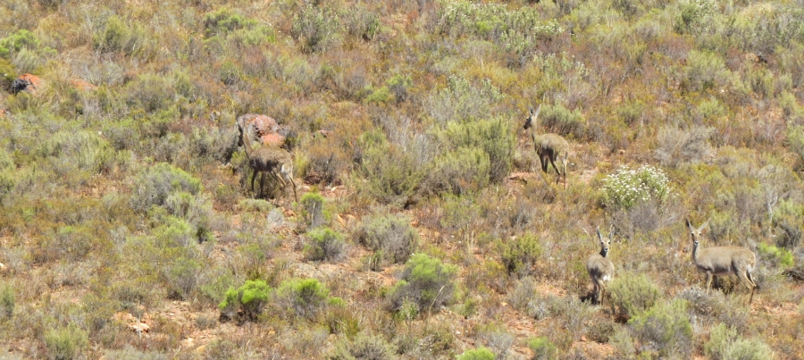 Commercial Property for Sale in Montagu Rural Western Cape